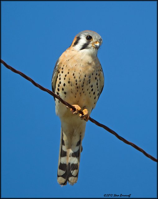 _2SB2132 american kestrel.jpg